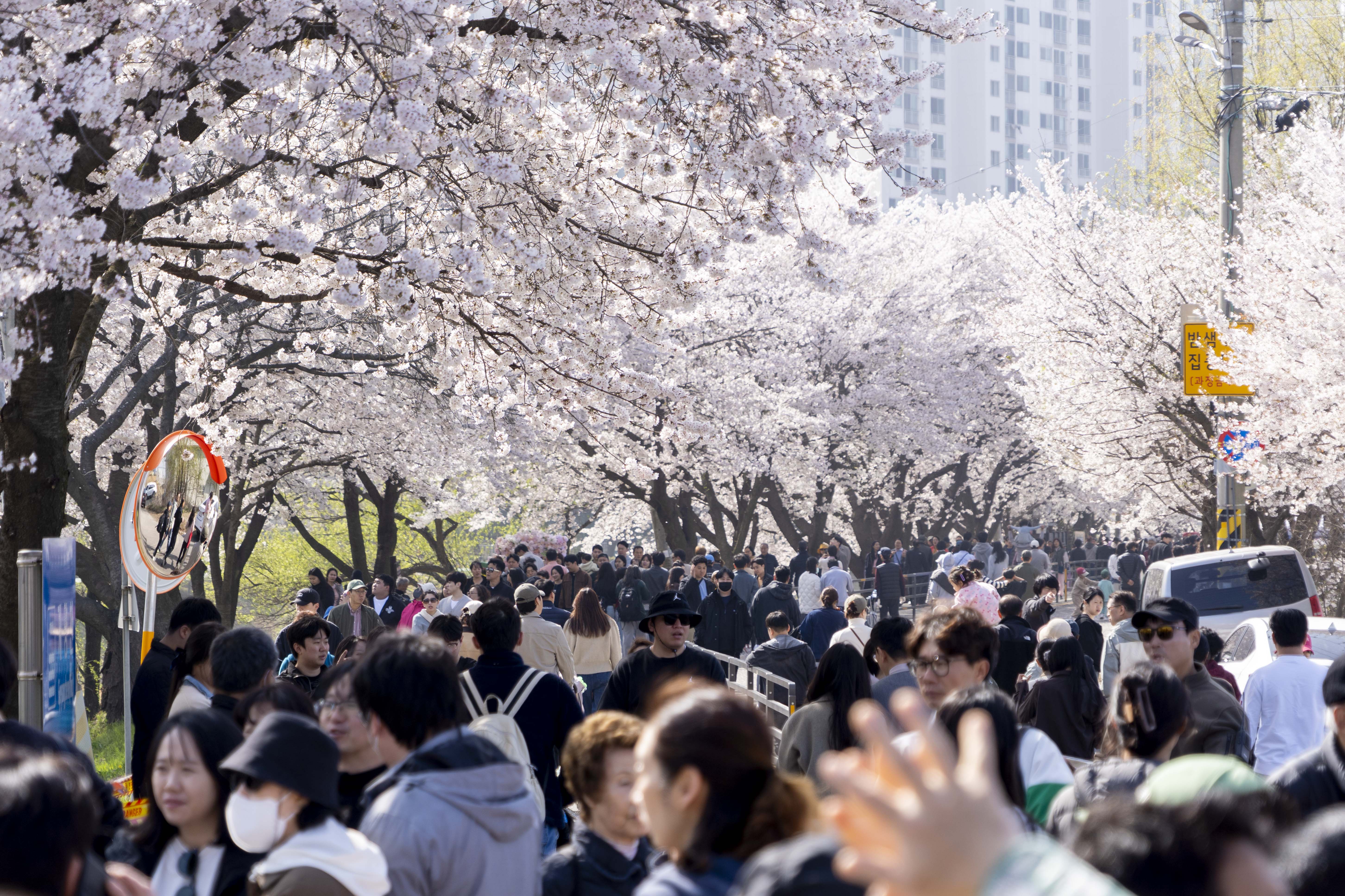 “벚꽃은 김포” 외치게 한 인생숏… 환상의 밤 펼쳐진 ‘2026 김포 벚꽃축제’ 이미지 3