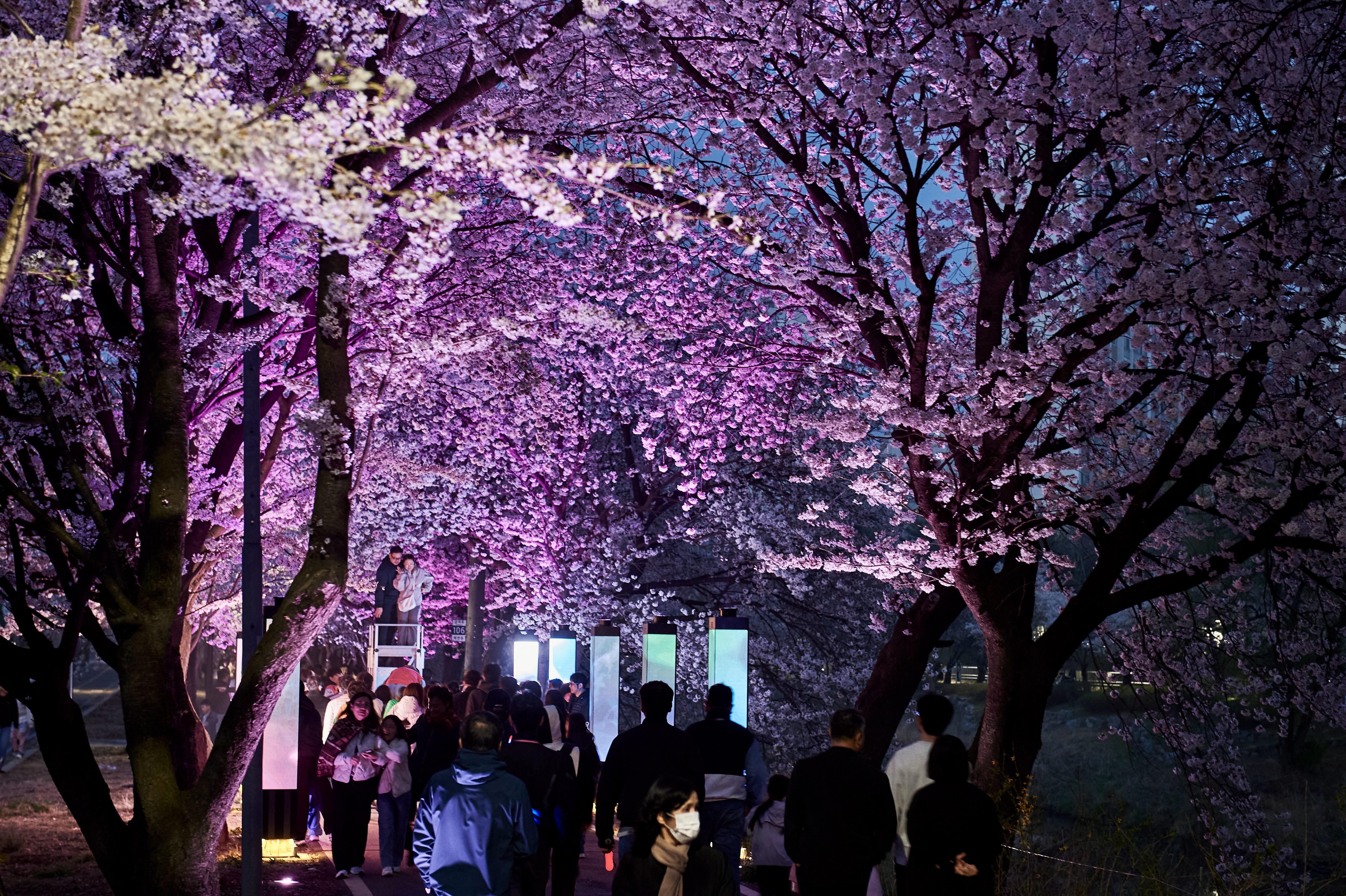 “벚꽃은 김포” 외치게 한 인생숏… 환상의 밤 펼쳐진 ‘2026 김포 벚꽃축제’ 이미지 2