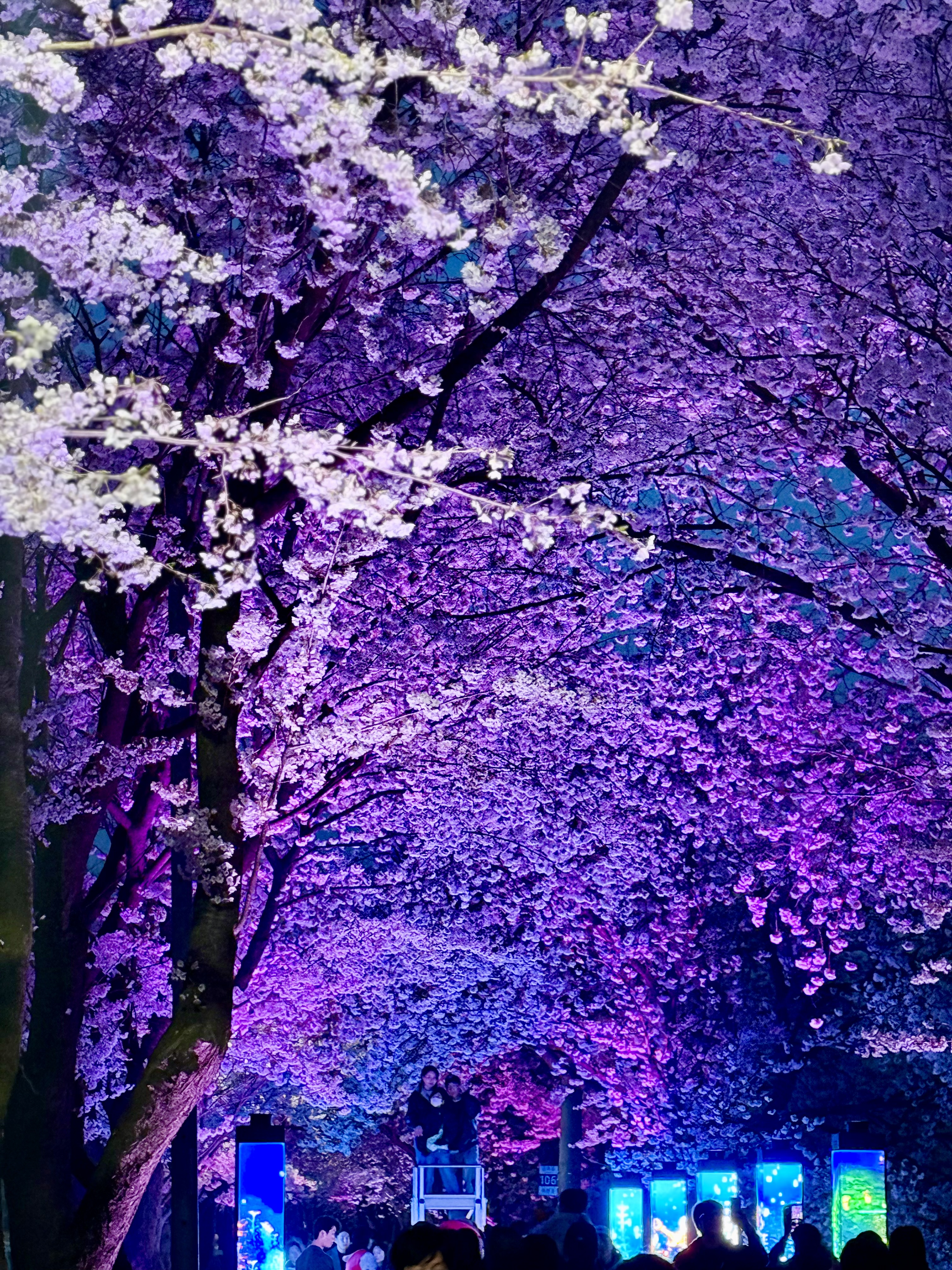 “벚꽃은 김포” 외치게 한 인생숏… 환상의 밤 펼쳐진 ‘2026 김포 벚꽃축제’ 이미지