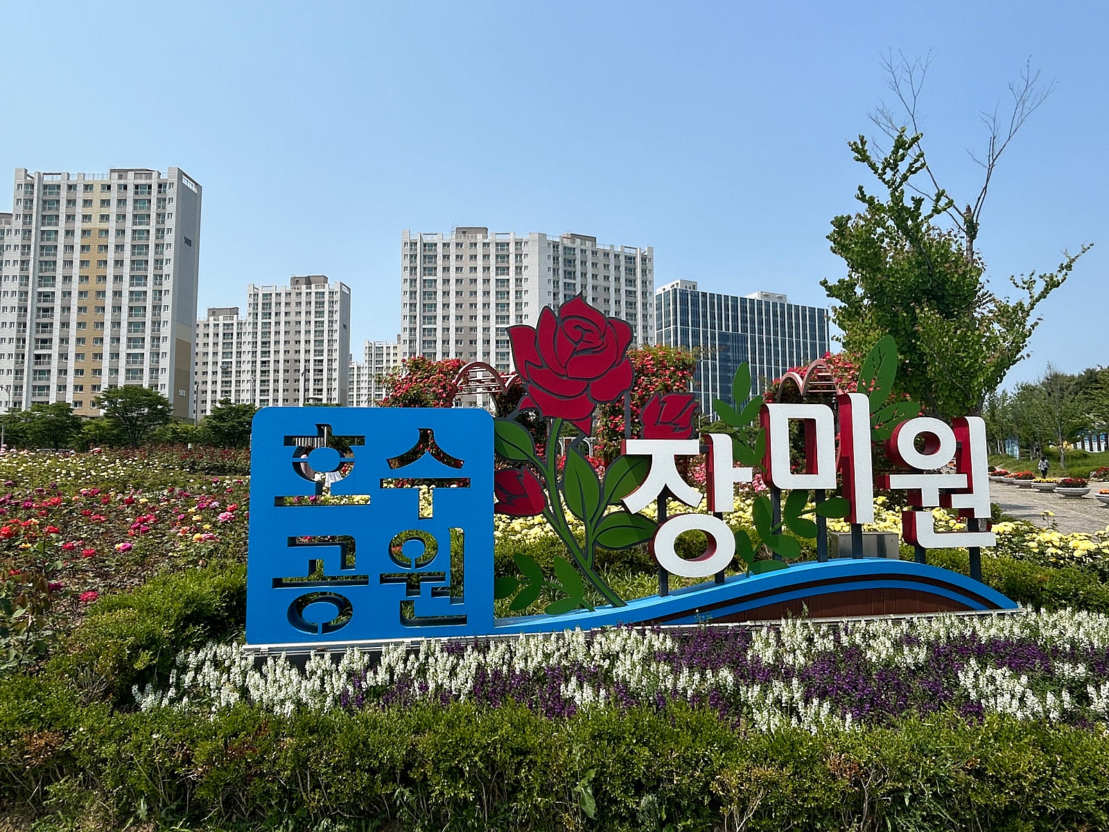 장미꽃 만개한 김포한강신도시 호수공원, 시민 발길 이어져 이미지 3