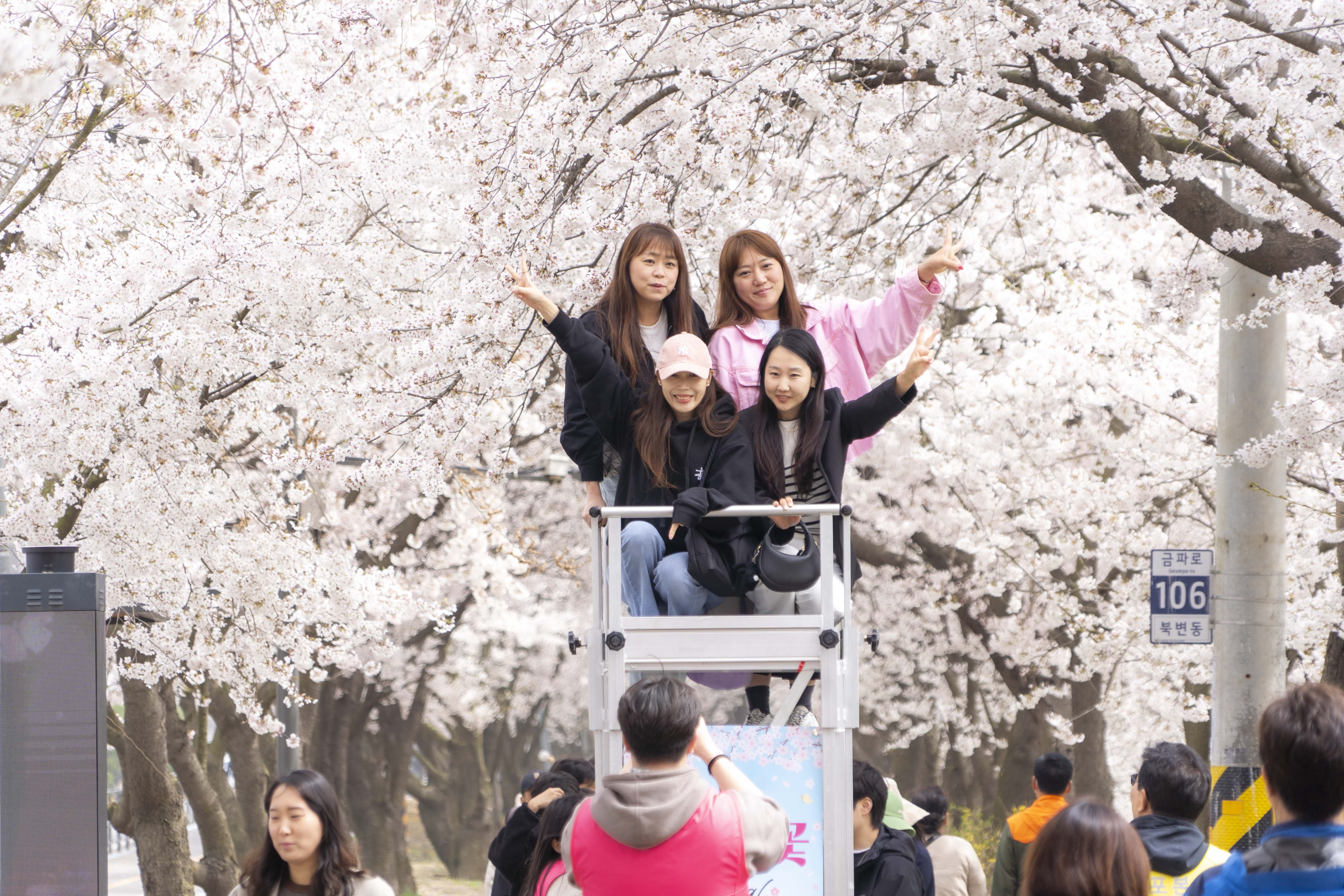 “벚꽃은 김포” 외치게 한 인생숏… 환상의 밤 펼쳐진 ‘2026 김포 벚꽃축제’ 이미지 4