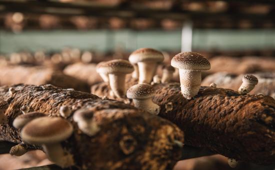 이인버섯농장 이미지 2