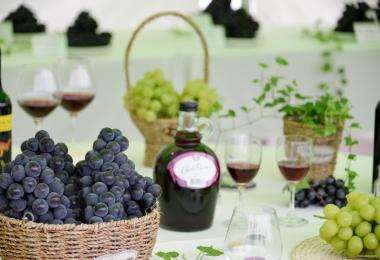 김포포도 직거래행사 대표 이미지