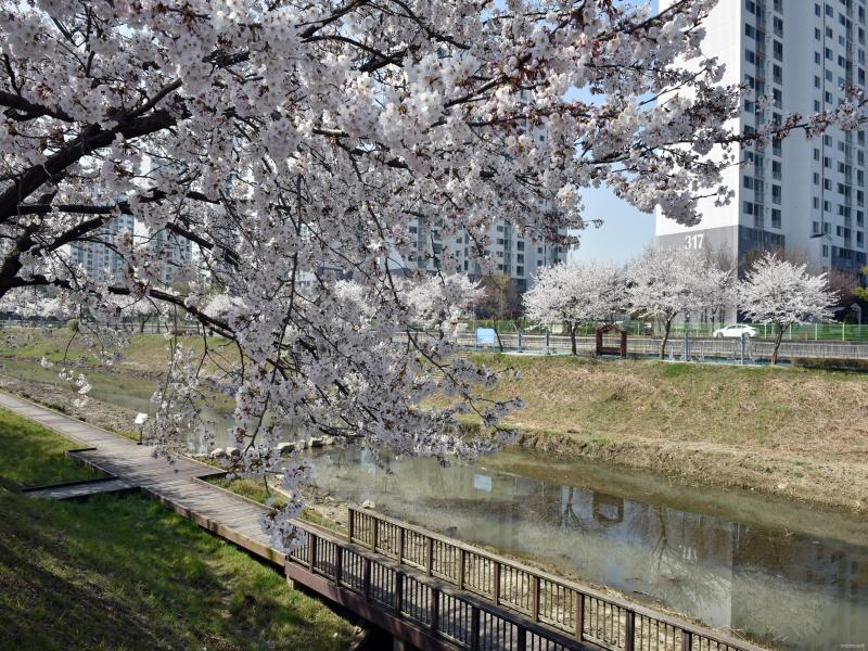 계양천 산책로 이미지 1